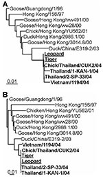 Thumbnail of Phylogenetic comparison of zoo felid isolates with other H5N1 viruses. DNA maximum likelihood tree of hemagglutinin and neuraminidase sequences. Representative full-length Asian influenza A virus H5 (A) and N1 (B) sequences from 1996 to 2004 are shown with 2004 sequences in bold and leopard and tiger sequences underlined. Maximum likelihood trees were generated by using 100 bootstraps and three jumbles, and the resulting consensus trees were used as a user tree to recalculate branch