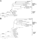 Thumbnail of Phylogenetic trees of West Nile Virus (WNV) nucleotide sequences. Phylograms were constructed with the MEGA program, by using the Jukes Cantor algorithm and the neighbor-joining method. The percentage of successful bootstrap replicates is indicated at nodes. The length of branches is proportional to the number of nucleotide changes (% of divergence). The strains sequenced in this study are indicated by asterisks (*). A) Complete nucleotide sequence GenBank accession no. are Italy 19