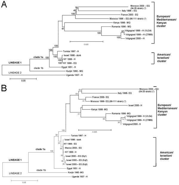Phylogenetic trees of West Nile Virus (WNV) nucleotide sequences. Phylograms were constructed with the MEGA program, by using the Jukes Cantor algorithm and the neighbor-joining method. The percentage of successful bootstrap replicates is indicated at nodes. The length of branches is proportional to the number of nucleotide changes (% of divergence). The strains sequenced in this study are indicated by asterisks (*). A) Complete nucleotide sequence GenBank accession no. are Italy 1998 (AF404757)