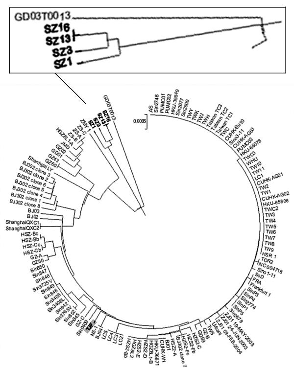 Phylogenetic analysis of severe acute respiratory syndrome–associated coronavirus S-gene. Nucleotide sequences of S genes (from 21491 to 25258 and 3768 bp in length) were compared. The result was displayed with MEGA-2 program and based on 125 complete S-gene sequences from GenBank.