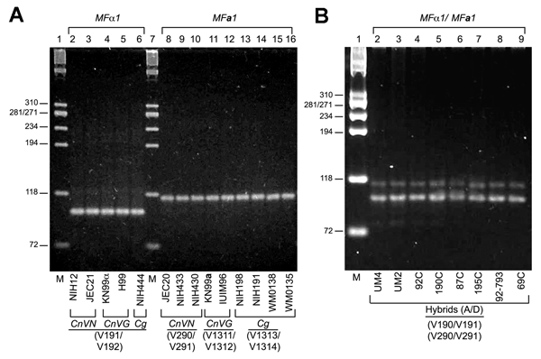 Multiplex polymerase chain reaction (PCR) for pheromone fragment analysis. A) Multiplex PCR with 4 sets of primers comprising MFα1 (V190/V191) and MFa1 (V290/V291, V1311/V1312, V1313/V1314) genes were carried out as described in Materials and Methods. Approximately 100-bp MFα1 and 117-bp MFa1 PCR amlicons were detected on 3.5% MetaPhor agarose in Tris-borate-EDTA buffer for MATα and MATa strains comprising Cryptococcus neoformans var. grubii (CnVG), Cryptococcus neoformans var. neoformans (CnVN)