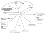 Thumbnail of Phylogenic relationship among the 16S rRNA methylases. Each amino acid sequence was subjected to the analysis referred to the following sources: FmrO, accession no. JN0651; Kmr, accession no. AB164642; GrmA, accession no. M55520; GrmB, accession no. M55521; GrmO, accession no. AY524043; Kan, accession no. AJ414669; Sgm, accession no. A45282; KgmB, accession no. S60108; NbrB, accession no. AF038408; FMRO, Q08325; RmtA, (6); RmtB, (7); ArmA, (8); predicted enoyl-CoA hydratase/carnithi