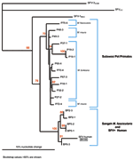 Thumbnail of Phylogenetic analysis of simian foamy virus (SFV) DNA from several species of Indonesian primates and an infected human. BP 2, 5, and 6 represent Sangeh monkey temple macaques (Macaca fascicularis). P 18, 19, 27, 32, 37, 66, 67, and 70 are pet macaques (M. tonkeana) from Sulawesi, Indonesia. P48, 49 and 72 are pet macaques (M. maura) from Sulawesi, Indonesia. P75 is a pet M. fascicularis macaque from Sulawesi, Indonesia. All Sulawesi pet primate samples were collected during 2000. S