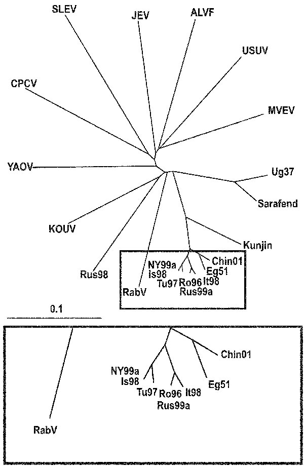 Phylogenetic tree illustrating the genetic relationship between representatives of the Japanese encephalitis virus complex and selected West Nile virus strains based on partial genome sequences of the NS5 protein gene. Bar on the left demonstrates the genetic distance. (Abbreviations and accession numbers are listed in Table 2.)
