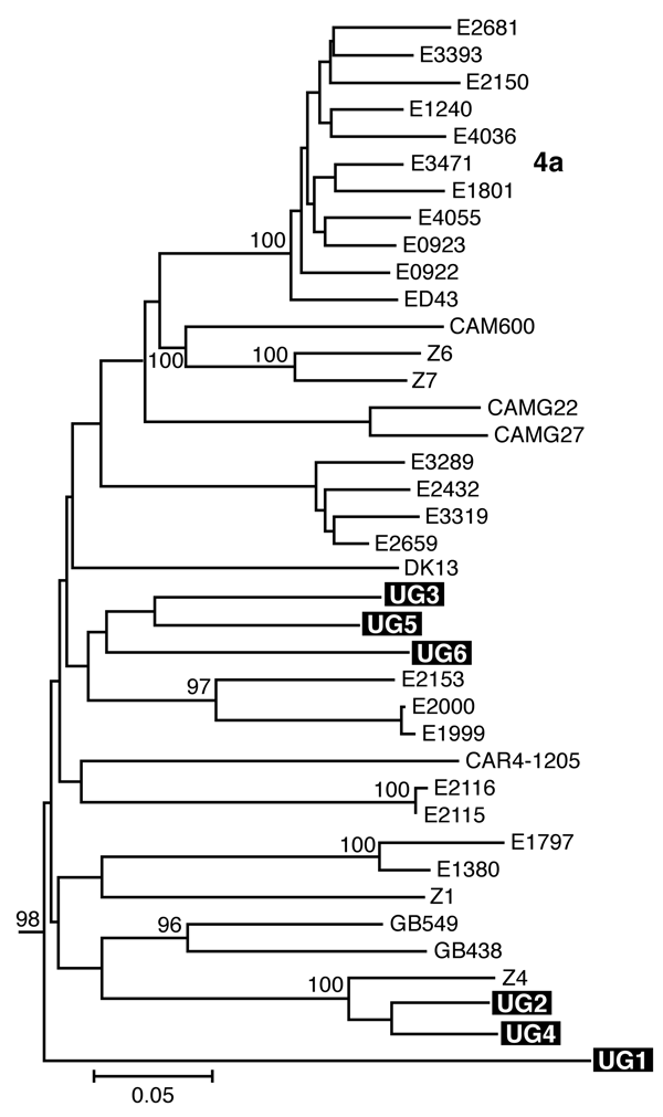 Estimated phylogenies of hepatitis C virus genotype 4; Core/E1 phylogenetic analysis based on 340 bp spanning the junction between the Core and E1 regions. Ugandan sequences determined in this study are highlighted in black. Numerical values (presented when &gt;60%) represent the statistical support for the tree topology as determined by 1,000 bootstrap replicates. Reference sequences for genotypes 1–3, 5, and 6 (7) were included in both analyses and retained as the outgroup. Accession numbers a