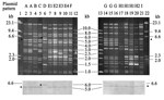 Thumbnail of EcoRI restriction patterns of transferred CMY-2–encoding plasmids of 18 Salmonella isolates. The result of the hybridization assay with the blaCMY-2 probe labeled with digoxigenin (Roche Molecular Biochemicals, Mannheim, Germany) is shown below the gel, and arrowheads indicate the locations of the restriction fragments that were hybridized. Lanes 2–21, plasmids from transconjugants of Salmonella isolates NB04.022, SB04.003, NL04.050, SA04.028, CG04.039, SG04.039, SG04.042, SE04.006,