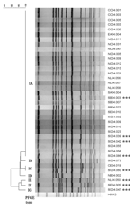 Thumbnail of Dendrogram (left) obtained from cluster analysis of XbaI-generated macrorestriction patterns of 38 ciprofloxacin-resistant Salmonella enterica serotype Choleraesuis (right). Asterisks indicate extended-spectrum cephalosporin-resistant isolates. A percent scale of similarity is shown above the dendrogram. Pulsed-field gel electrophoresis (PFGE) types are shown between the gel and the dendrogram. H9812, S. enterica serotype Braenderup strain H9812, which was used as reference size mar