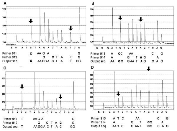 Sequence analysis of single nucleotide polymorphisms (SNPs) in the rpoB gene of Bacillus anthracis National Collection of Type Cultures (NCTC) 2026 (A and B) and B. cereus Culture Collection University of Gothenburg (CCUG) 7414 (C and D). The initial addition of enzyme (E) and substrate (S) mixture and the sequential addition of nucleotides are shown on the x axis. An initial peak was generated when the substrate mixture was added due to pyrophosphate molecules remaining from the polymerase chai