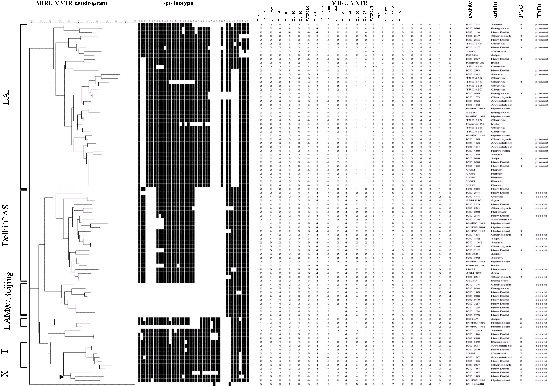 Genetic relationships of Indian Mycobacterium tuberculosis isolates. The dendrogram based on mycobacterial interspersed repetitive units–variable-number tandem repeats (MIRU-VNTR) genotypes, generated by using the neighbor-joining algorithm, was rooted with M. canettii, the most divergent member of the M. tuberculosis complex. Corresponding spoligotypes of the TbD1+/EAI isolates, additional genogroups, principal genetic group (PGG), and M. tuberculosis–specific deletion region 1 (TbD1) status ar