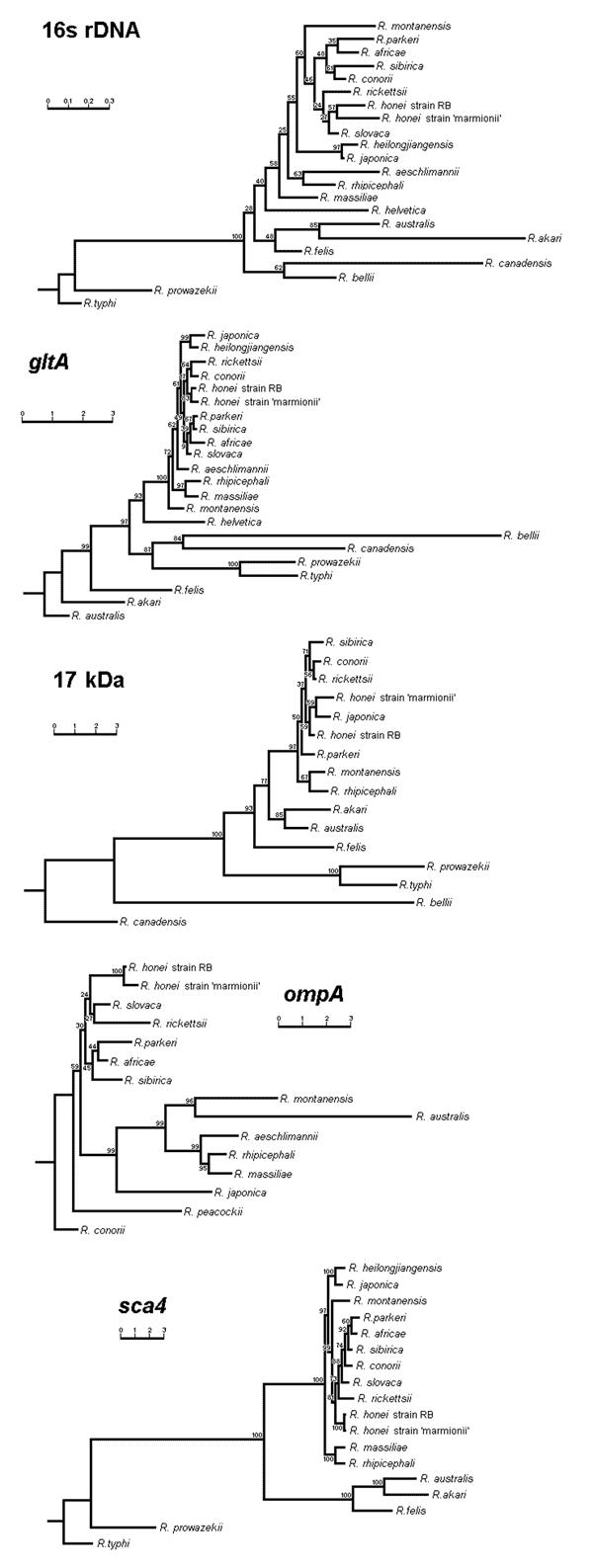 Phylogenetic trees obtained by a neighbor-joining analysis of the 16s RNA, gltA, 17-kDa, ompA, and Sca4 antigen genes. Bootstrap values from 100 analyses are shown at the node of each branch.