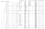 Thumbnail of Molecular characterization (pulsotype, MLST, SCCmec, PVL), antimicrobial (CIP/GEN/SXT) susceptibility profile, and patient source of 80 methicillin-resistant Staphylococcus aureus isolates from 4 hospitals in Taiwan. CIP, ciprofloxacin; GEN, gentamicin; SXT, trimethoprim/sulfamethoxazole; R, resistant; S, susceptible; pulsotype, pulsed-field gel electrophoresis type; MLST, multilocus sequence typing result in sequence type (ST); SCCmec, staphylococcal cassette chromosome mec type; P