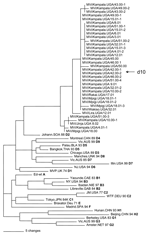 Thumbnail of Phylogenetic analysis of sequences of nucleoprotein genes (450 nucleotides) of wildtype measles viruses isolated in Uganda during 2000–2002. The unrooted tree shows sequences from Ugandan viruses compared with World Health Organization reference strains for each genotype. Genotype designation is in bold.