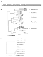 Thumbnail of A) Schematic representation of the genome of Nipah virus (NV). Negative-sense genomic RNA is shown in 3´ to 5´ orientation. Open reading frames (ORFs) are indicated by shaded boxes: N, nucleoprotein; P, phosphoprotein; M, matrix protein; F, fusion protein; G, attachment protein; L, polymerase protein. B) Phylogenetic analysis of the N ORFs from members of the subfamily Paramyxovirinae. Arrows identify the 5 genera. A phenogram of the N ORFs of members of this subfamily was created b