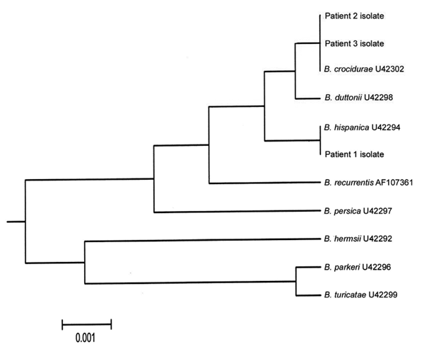 Unweighted pair group with mathematical average rooted tree of complete sequences of the Borrelia 16S rRNA gene. Sequences from databanks are indicated by their accession numbers.