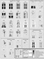 Thumbnail of Patterns of weakness at strength nadir, 4 months, and 1 year in patients with acute paralysis and West Nile virus infection. Shadings indicate strength scoring on manual muscle testing and represent the average strength score of all tested muscles proximally (upper extremity: shoulder adduction/abduction, arm internal/external rotation; lower extremity: hip flexion/extension, thigh adduction/abduction), medially (upper extremity: elbow flexion/extension, pronation/supination; lower 