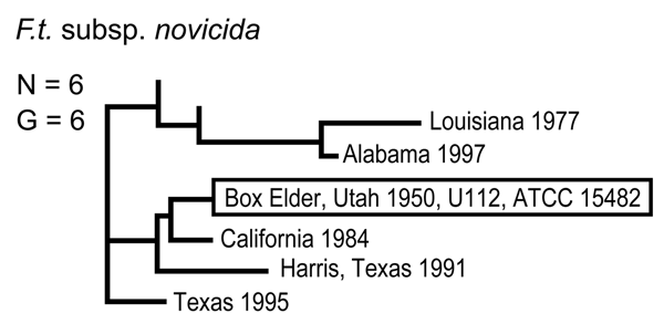 Genetic relationships among 6 North American Francisella tularensis subsp. novicida isolates based upon allelic differences at 24 variable number tandem repeat (VNTR) markers. County, state, and year of isolation are specified to the right of each branch or clade. G indicates number of distinct VNTR marker genotypes, and boxed designation indicates F. tularensis subsp. novicida type strain Utah 112 (U112).