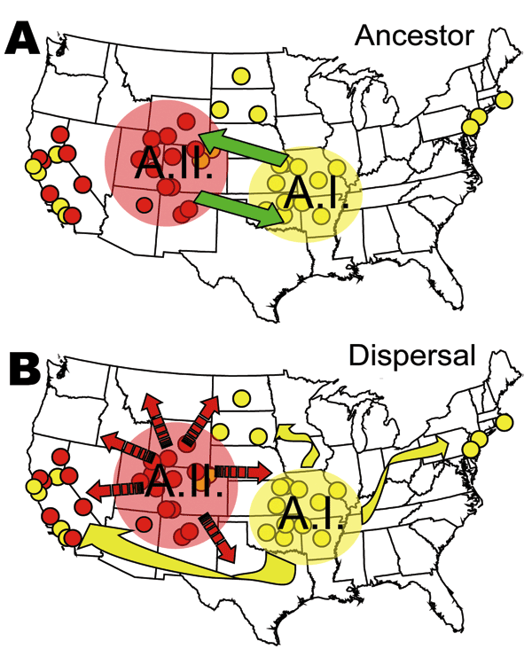 Genetic and spatial data of the A.I and A.II subpopulations of Francisella tularensis subsp. tularensis in the United States. A) Ancestral status of these 2 subpopulations is unclear; either could have founded the other, or a third unknown subpopulation could have been the ancestor. B) Highly restricted bacterial-endemic regions could now be breaking down because of human-mediated dispersal of the pathogen across the country. The small circles indicate the spatial distribution of the A.I and A.I