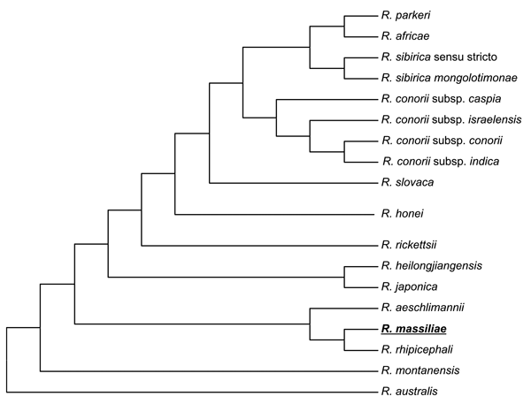 Phylogenetic tree of rickettsiae including Rickettsia massiliae obtained by comparing partial sequences of ompA with the parsimony method.