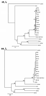 Thumbnail of Phylogenetic trees illustrating the relationship between representatives of different phleboviruses and the Spanish Toscana virus (TOSV) within the nucleotide (nt, L) and the deduced amino acid sequences (aa, L) of the L (partial) gene. GR40 and GR41 correspond to TOSV isolates obtained from sand flies. GR79 corresponds to a reverse transcription–polymerase chain reaction–positive pool of sandflies. STI1–STI11 were recovered from patients with aseptic meningitis diagnosed from 1988 
