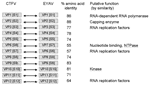 Thumbnail of Comparison of nucleotide and amino acid sequences of genome segments of viral proteins (VP) and dsRNA segments (S) of Colorado tick fever virus (CTFV) and Eyach virus (EYAV). NTP, nucleoside triphosphatase.