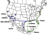 Thumbnail of Map showing hypothetical routes of West Nile virus introduction into Mexico. Circles indicate locations of isolates in the Florida-Louisiana-Tabasco 2001–2003 clade (Figure 2). Stars indicate locations of isolates in the California-Arizona-northern Mexico clade.