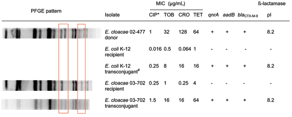 Pulsed-field gel electrophoresis (PFGE) patterns, susceptibility patterns, and key resistance genes for recipient and transconjugants in in vitro conjugation experiments. Boxes denote the area of variability in the PFGE patterns between isolates with and without pQC. CIP, ciprofloxacin; TOB, tobramycin; CRO, ceftriaxone; TET, tetracycline. *Escherichia coli transformant served as donor for Enterobacter cloacae 02-0702.