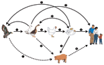 Thumbnail of Emergence of H5N1 influenza virus and control options. A nonpathogenic H5 influenza virus is believed to have spread to domestic ducks and geese, then to domestic chickens. In chickens, the H5 virus became highly pathogenic before it was transferred back to domestic ducks and geese. The highly pathogenic H5 virus reassorted its genome with those of other influenza viruses in aquatic birds, and the resulting viruses spread to domestic poultry farms, humans, and occasionally to pigs. 