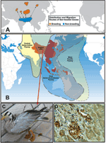 Thumbnail of igration routes of Asian birds. A) Distribution and migration routes of bar-headed geese (courtesy of P. Leader). B) The Asia-Pacific region contains &gt;240 species of migratory birds. The 3 flyways run primarily in a north-south direction, overlapping and extending from Australia/New Zealand to India, Central Asia, and Siberia. The outbreak of highly pathogenic (HP) H5N1 in migratory waterfowl at Qinghai Lake, China, affected primarily bar-headed geese (Anser indicus); however, ot