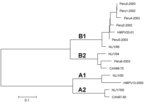 G-gene phylogenetic relationships of 6 human metapneumovirus (HMPV) isolates detected in South America during 2002 and 2003 compared to prototypic HMPV isolates from the Netherlands: NL/1/00, NL/17/00, NL/1/99, NL/1/94 (accession nos. AF371337, AY296021, AY525843, and AY296040, respectively) and from Canada: Can97-83, HMPV-13-00, CAN98-75, and HMPV-33-01 (accession nos. AY485253, AY485232, AY485245, and AY485242, respectively). Classification of genotypes was made according to previous reports (