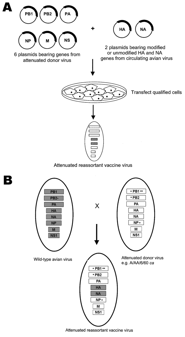 A) The 8-plasmid reverse genetics system to generate recombinant, live, attenuated pandemic influenza vaccines. Six plasmids encoding the internal genes of the attenuated donor virus are mixed with 2 plasmids encoding the circulating avian virus hemagglutinin (HA) and neuraminidase (NA) genes (which may or may not have been modified to remove virulence motifs). Qualified cells are transfected with the plasmids, and the attenuated reassortant virus is isolated. B). Generation of live, attenuated 