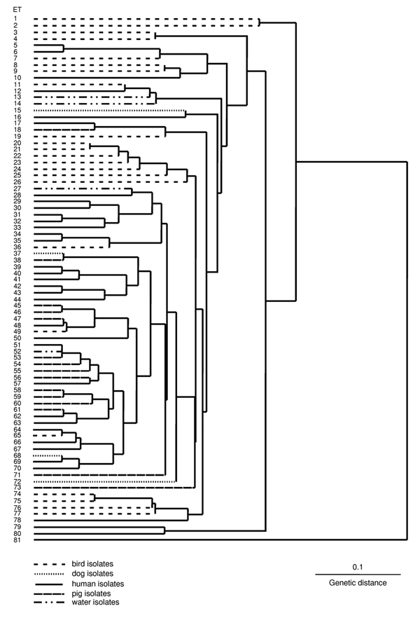 Dendrogram showing relationships between 107 isolates of Brachyspira pilosicoli originating from various host species located in electrophoretic types (ETs) 1-80 and B. aalborgi NCTC 11492T located in ET81.