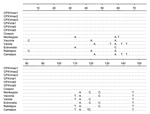 Thumbnail of Sequence alignment of the partial hemagglutinin gene of cowpox viruses (CPXV) isolated from Barbary macaques and brown rats. CPXV-2001 strain was isolated from a rat in 2001 from the Netherlands (5).