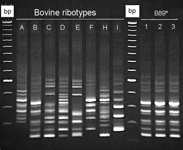 Clostridium difficile PCR ribotypes of bovine origin (dairy calves), Ontario, Canada, 2004. *Calf isolate classified as PCR ribotype 017 at the Anaerobe Reference Laboratory, University Hospital of Wales, Cardiff, United Kingdom. Isolates of human (lane 1), calf (lane 2), and canine (lane 3) origin identified in Ontario are indistinguishable. The first and tenth wells contain 100-bp molecular mass markers.