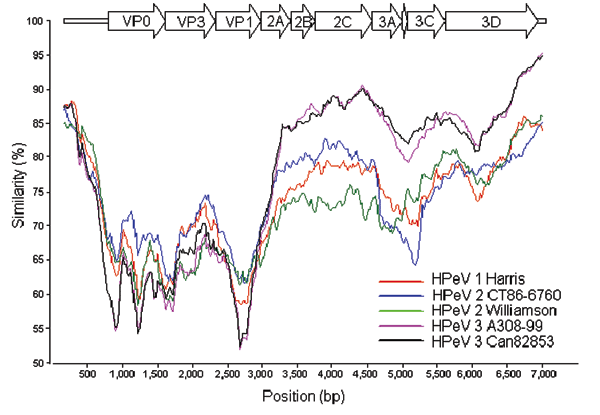 Similarity plot of human parechovirus serotype 1 (HPeV1) Harris (S45208), HPeV2 Williamson (AJ005695), HPeV2 CT86-6760 (AF055846), HPeV3 A308-99 (AB084913), and Can82853-01 (AJ889918) against K251176-02. Each curve is a comparison between the K251176-02 genome and an HPeV prototype. Each point represents the percentage identity within a sliding window 600 bp wide, centered on the position plotted, with a step size of 20 bp. Positions containing gaps were excluded from the comparison by gap strip