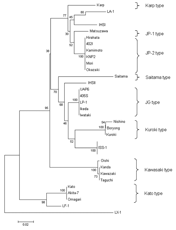 Phylogenetic tree produced by unweighted pair-group method with arithmetic means that shows the positions of IHS I and IHS II genotypes based on the partial 56-kDa sequence homologies. Numbers at nodes indicate bootstrap values, and the scale bar shows genetic distance of 0.02.