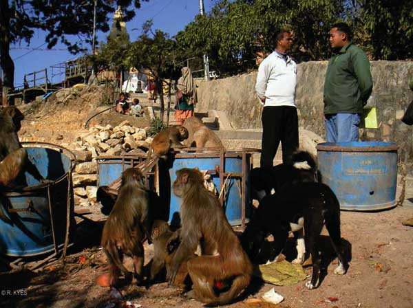 Natural forage is extremely limited at Swoyambhu. Rhesus macaques routinely raid garbage bins and people's homes in search of food. (Photo by R. Kyes.)