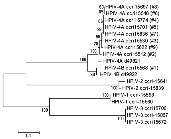 Phylogenetic analysis based on fusion (F) gene nucleotide sequences from clinical and reference human parainfluenza virus (HPIV) strains. The tree was built by using distance method and the neighbor-joining algorithm with Kimura 2 parameters. The topologic accuracy of the tree was evaluated by using 500 bootstrap replicates. Strains isolated at the Research Center in Infectious Diseases (Quebec, Canada) are indicated by a specific identification number (ccri) followed by the patient number in pa
