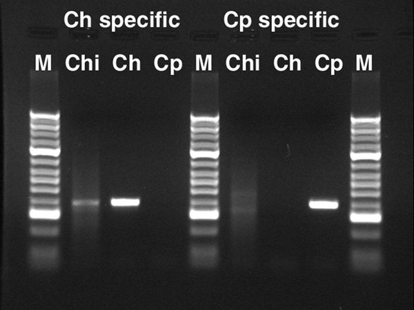 Agarose gel electrophoresis of DNA fragments amplified with Cryptosporidium species–specific Lib13 primers (7). Ch, C. hominis; Cp, C. parvum; M, DNA molecular marker (Bioline, Randolph, MA, USA; HyperLadder II, higher intensity bands: 0.3, 1, and 2 Kbp); Chi, sample Chile01.
