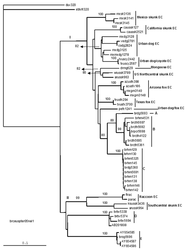 Neighbor-joining tree showing a comparison of Ceará samples (groups A, B, C, D, E) with isolates obtained from the Americas. Bootstrap values of &gt;50% obtained from 100 resamplings of the data using distance matrix methods are shown in the nods. The sequences from Latin America used in the comparison were identified as as follows: group I, dogs and terrestrial wildlife from Mexico, Venezuela, Colombia, Dominican Republic, and Peru (mxsk, skunk from Mexico; mxdg and mxmx, dog from Mexico; vedg,