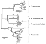 Thumbnail of Phylogenetic tree of concatenated sequences of fragments of the glnA gene (474 bp) and the gyrB gene (576 bp) in 52 Photorhabdus isolates representing known diversity across the genus. The tree was constructed with the neighbor-joining algorithm and the K2-P method of distance estimation as implemented in MEGA version 3.0 (12). A total of 1,000 bootstrap replicates were performed, and the percentage of bootstrap trees supporting each node are given. The Kingscliff isolate (arrow) cl