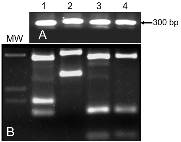 A) PCR of Leishmania internal transcribed spacer region 1 (ITS1) of cultured Leishmania promastigotes isolated from rock hyrax. B) HaeIII digestion of restriction fragment length polymorphisms of ITS1 PCR products shown in A. Lane MW, molecular mass marker; lane 1, L. infantum (Li-L699); lane 2, L. major (Lm-L777); lane 3, L. tropica (Lt-L590); lane 4, rock hyrax.