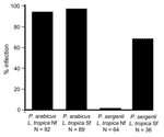 Thumbnail of Artificial infection of laboratory-reared Phlebotomus arabicus and P. sergenti with Leishmania tropica isolates from 2 foci in Galilee, Israel. Note the high susceptibility of P. arabicus for both strains and refractoriness of P. sergenti for the northern strain. Nf, northern focus; Sf, southern focus.