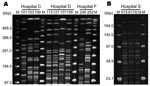 Thumbnail of A) Pulsed-field gel electrophoresis (PFGE) fingerprinting patterns of SpeI-digested total DNA preparations from Pseudomonas aeruginosa. M, Lambda ladder PFGE molecular mass marker (Bio-Rad, Hercules, CA, USA). Strains 103 and 109 show similar patterns, which suggests probable nosocomial transmission of rmtA-positive strains in hospital C. Strains 113, 127, and 158 also demonstrate similar patterns, which implies possible nosocomial transmission in hospital D. However, 2 different PFGE patterns are observed in hospitals C, D, and F, which suggests transfer of plasmids carrying 16S rRNA–methylase genes among P. aeruginosa strains with different genetic backgrounds. B) SmaI-digested total DNA preparations from Acinetobacter baumannii isolated from hospital S. Three strains demonstrate the same PFGE pattern, which suggests probable nosocomial transmission of armA-positive A. baumannii in hospital S. M, lambda ladder low-range PFGE molecular mass marker (New England Biolabs, Ipswich, MA, USA).