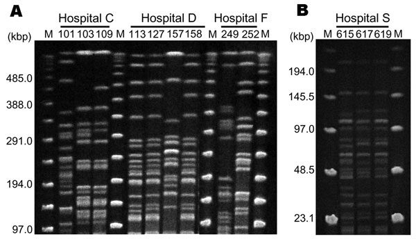 A) Pulsed-field gel electrophoresis (PFGE) fingerprinting patterns of SpeI-digested total DNA preparations from Pseudomonas aeruginosa. M, Lambda ladder PFGE molecular mass marker (Bio-Rad, Hercules, CA, USA). Strains 103 and 109 show similar patterns, which suggests probable nosocomial transmission of rmtA-positive strains in hospital C. Strains 113, 127, and 158 also demonstrate similar patterns, which implies possible nosocomial transmission in hospital D. However, 2 different PFGE patterns are observed in hospitals C, D, and F, which suggests transfer of plasmids carrying 16S rRNA–methylase genes among P. aeruginosa strains with different genetic backgrounds. B) SmaI-digested total DNA preparations from Acinetobacter baumannii isolated from hospital S. Three strains demonstrate the same PFGE pattern, which suggests probable nosocomial transmission of armA-positive A. baumannii in hospital S. M, lambda ladder low-range PFGE molecular mass marker (New England Biolabs, Ipswich, MA, USA).