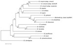 Thumbnail of Unrooted dendrogram showing the phylogenetic position of Bartonella sp. strain AUST/NH1 among Bartonella species inferred from the comparison of concatenated sequences from the rrs, gltA, intergenic spacer, rpoB, and ftsZ genes by the neighbor-joining method. We included only species for which all 5 genes were available. Bootstrap values are indicated at the nodes. The scale bar indicates nucleotide sequence divergence of 0.5%.
