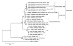 Thumbnail of Phylogenetic tree of chikungunya virus (CHIKV) based on partial nucleotide sequences (3´ extremity of E1/3´ untranslated, position 10238–11367). Phylogram was constructed with MEGA 2 (http://megasoftware.net/mega2.html), and the tree was drawn with the Jukes-Cantor algorithm for genetic distance determination and the neighbor-joining method. The percentage of successful bootstrap replicates (1,000 bootstrap replications, confidence probability &gt;90%) is indicated at nodes. The len