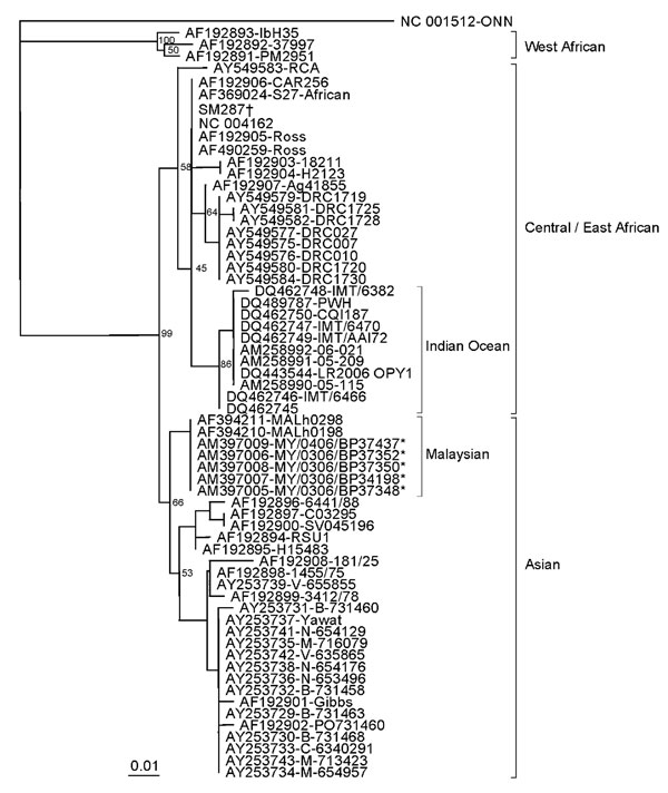 Phylogenetic relationships of chikungunya virus isolates from the Malaysia 2006 outbreak. The neighbor-joining tree was constructed using nucleic acid sequences of the envelope glycoprotein E1 gene, with O’nyong nyong virus (GenBank accession no. NC_001512) as the outgroup virus. * indicates isolates from the Malaysia 2006 outbreak; † indicates Australia SM287. Bootstrap values are shown as percentages derived from 1,000 samplings. The scale reflects the number of nucleotide substitutions per si