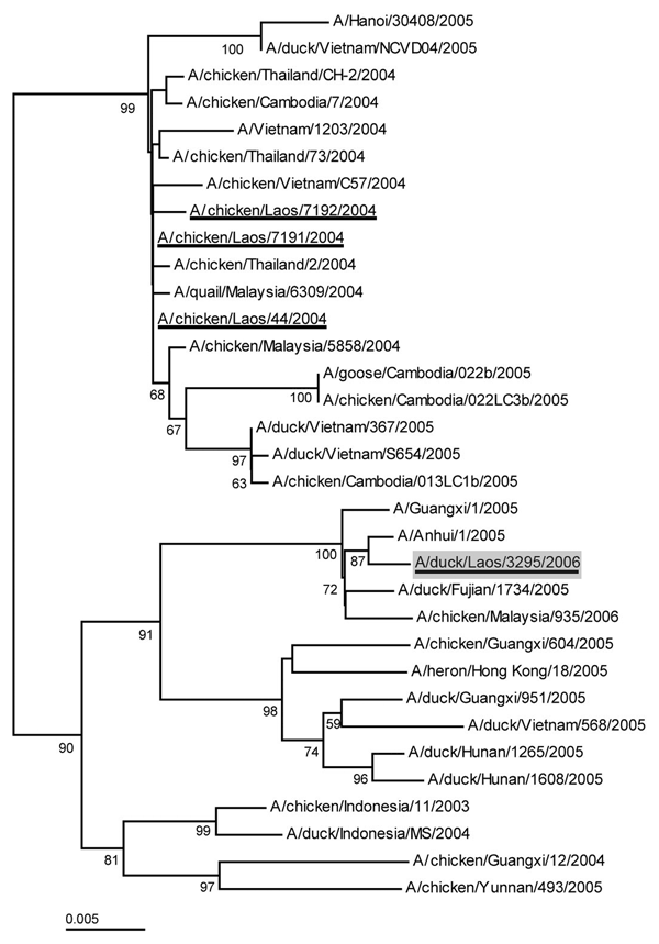 Phylogenetic relationship of the hemagglutinin (HA) gene of representative H5N1 influenza virus strains isolated in Southeast Asia from 2003 through 2006. Analysis was based on nucleotides 1–1012 (1,012 bp) of the HA gene. Viruses isolated in Lao People's Democratic Republic in 2004 and 2006 are underlined. The strain isolated from ducks in Vientiane in February 2006 is shaded.