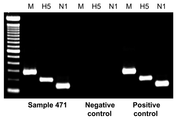 Detection of avian influenza virus H5N1 from an animal cage for geese by reverse transcription–PCR. Viral RNA was extracted from the sample and amplified by using 3 pairs of primers specific for membrane (M), hemagglutinin (H5), and neuraminidase (N1) virus genes. Sample buffer was used as a negative control, and viral RNA from a human H5N1 virus strain (A/Hong Kong/486/97) was included as a positive control. First lane, molecular mass ladder.