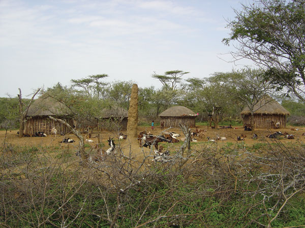 A large termite mound occupies the central area of this characteristic Pokot compound. The mound provides a resting and breeding site for the sandly vector of visceral leishmaniasis. Photographer: J.H. Kolaczinski.